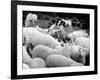 Doctor Dolittle-null-Framed Photo