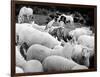 Doctor Dolittle-null-Framed Photo