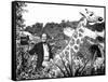 Doctor Dolittle-null-Framed Stretched Canvas