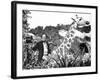 Doctor Dolittle-null-Framed Photo