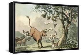 Doctor Syntax Pursued by a Bull-Thomas Rowlandson-Framed Stretched Canvas