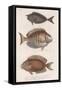 Doctorfish Tang, Common Snapper, Short-Snouted Unicornfish-null-Framed Stretched Canvas