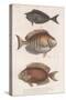 Doctorfish Tang, Common Snapper, Short-Snouted Unicornfish-null-Stretched Canvas