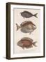 Doctorfish Tang, Common Snapper, Short-Snouted Unicornfish-null-Framed Giclee Print