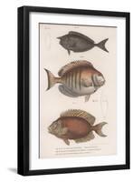 Doctorfish Tang, Common Snapper, Short-Snouted Unicornfish-null-Framed Giclee Print