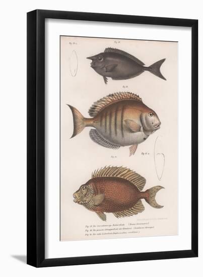 Doctorfish Tang, Common Snapper, Short-Snouted Unicornfish-null-Framed Giclee Print