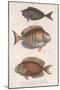 Doctorfish Tang, Common Snapper, Short-Snouted Unicornfish-null-Mounted Giclee Print