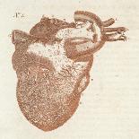 Diagram of a Human Heart-Dodd-Laminated Art Print
