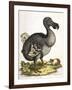 Dodo and Guinea Pig, 1750-George Edwards-Framed Giclee Print