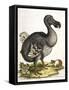 Dodo and Guinea Pig, 1750-George Edwards-Framed Stretched Canvas