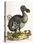 Dodo and Guinea Pig, 1750-George Edwards-Stretched Canvas