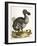 Dodo and Guinea Pig, 1750-George Edwards-Framed Giclee Print