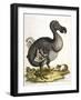 Dodo and Guinea Pig, 1750-George Edwards-Framed Giclee Print