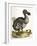 Dodo and Guinea Pig, 1750-George Edwards-Framed Giclee Print