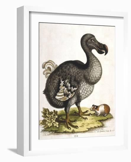 Dodo and Guinea Pig, 1750-George Edwards-Framed Giclee Print