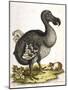 Dodo and Guinea Pig, 1750-George Edwards-Mounted Giclee Print