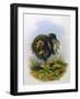 Dodo Extinct Bird-null-Framed Art Print