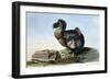 Dodo from Strickland 1848-null-Framed Art Print