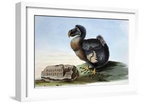 Dodo from Strickland 1848-null-Framed Art Print