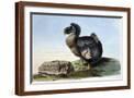 Brown Frame