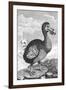 Dodo, Late 18th Century-null-Framed Giclee Print