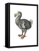 Dodo (Raphus Cucullatus), Birds-Encyclopaedia Britannica-Framed Stretched Canvas