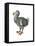 Dodo (Raphus Cucullatus), Birds-Encyclopaedia Britannica-Framed Stretched Canvas