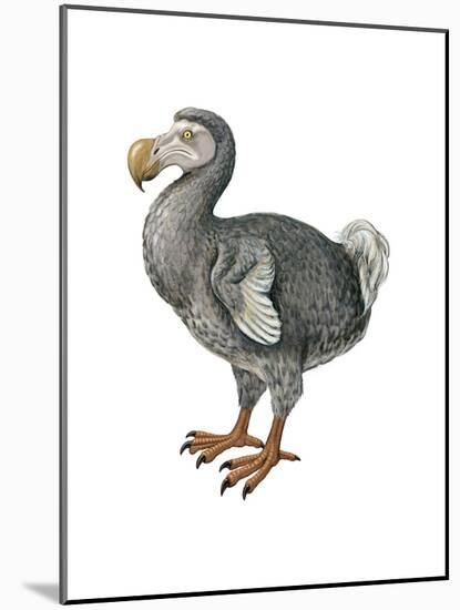 Dodo (Raphus Cucullatus), Birds-Encyclopaedia Britannica-Mounted Poster
