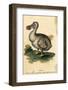 Dodo-Harrison Cluse-Framed Photographic Print