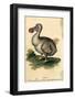 Dodo-Harrison Cluse-Framed Photographic Print