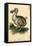 Dodo-Harrison Cluse-Framed Stretched Canvas