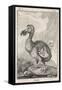 Dodo-null-Framed Stretched Canvas