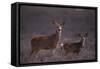 Doe and Fawn in Field-DLILLC-Framed Stretched Canvas