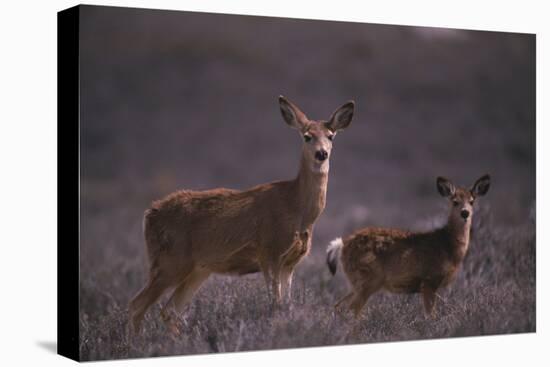 Doe and Fawn in Field-DLILLC-Stretched Canvas