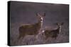 Doe and Fawn in Field-DLILLC-Stretched Canvas