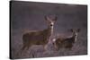 Doe and Fawn in Field-DLILLC-Stretched Canvas