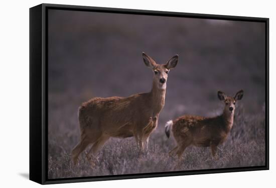 Doe and Fawn in Field-DLILLC-Framed Stretched Canvas