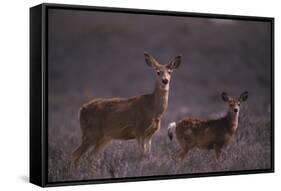 Doe and Fawn in Field-DLILLC-Framed Stretched Canvas