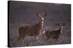 Doe and Fawn in Field-DLILLC-Stretched Canvas