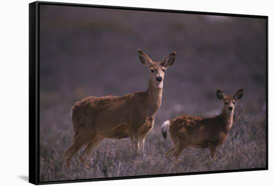 Doe and Fawn in Field-DLILLC-Framed Stretched Canvas