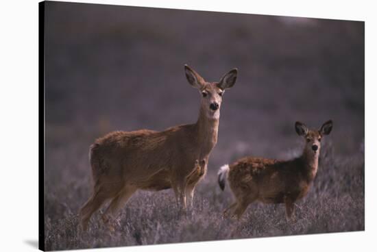 Doe and Fawn in Field-DLILLC-Stretched Canvas