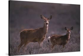 Doe and Fawn in Field-DLILLC-Stretched Canvas