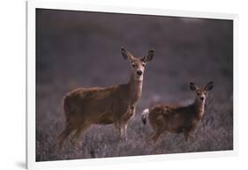 Doe and Fawn in Field-DLILLC-Framed Photographic Print