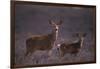 Doe and Fawn in Field-DLILLC-Framed Photographic Print