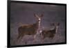 Doe and Fawn in Field-DLILLC-Framed Photographic Print