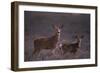 Doe and Fawn in Field-DLILLC-Framed Photographic Print