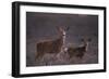 Doe and Fawn in Field-DLILLC-Framed Photographic Print