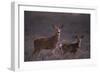 Doe and Fawn in Field-DLILLC-Framed Photographic Print