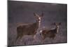 Doe and Fawn in Field-DLILLC-Mounted Photographic Print