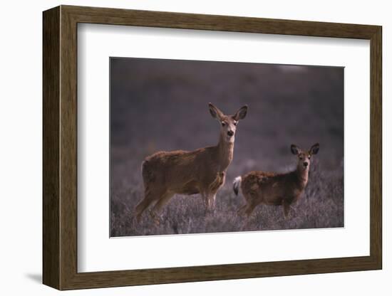 Doe and Fawn in Field-DLILLC-Framed Photographic Print